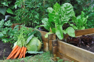 Carrots, cabbage and other green vegetables growing in raised beds
