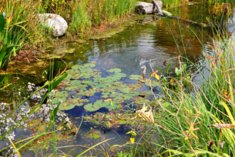 A pond surrounded by green grasses and purple and yellow wildflowers