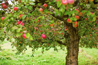An apple tree full of ripe red fruit
