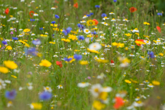 Close-up photo of a field of yellow, blue, white and red wildflowers