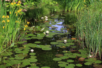 A pond covered in waterlilies 
