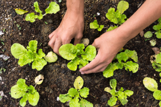 A pair of hands planting small green plants in a soil patch
