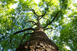 A view of a tree from below, looking up the trunk to the canopy of leaves and blue sky beyond