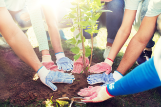 Group of people all planting a sapling in the ground