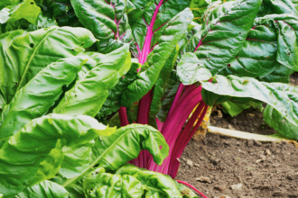 A patch of rainbow chard with purple stems and green leaves