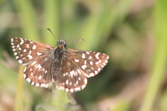 Grizzled skipper