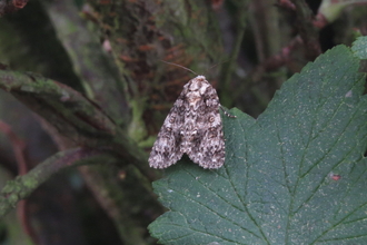 a knot grass moth rests on a leaf, showing the distinctive white markings that identify the species