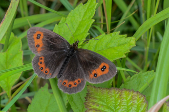 A Scotch argus butterfly resting on a leaf, its brown wings open showing the orange patches and black-bordered white spots