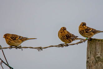 Three twite perch on a wire fence. They're in winter plumage, with bright yellow beaks