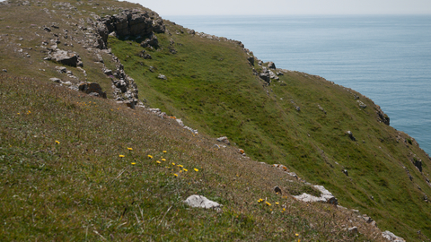 Lowland limestone grassland