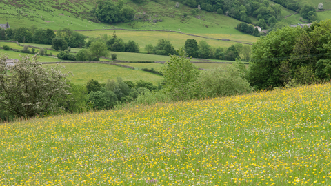 Northern hay meadow