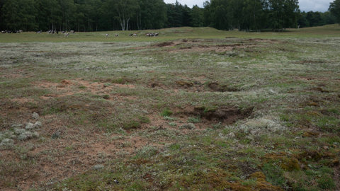 Lowland dry acid grassland