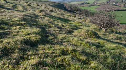 Lowland limestone grassland