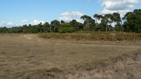 Lowland dry acid grassland