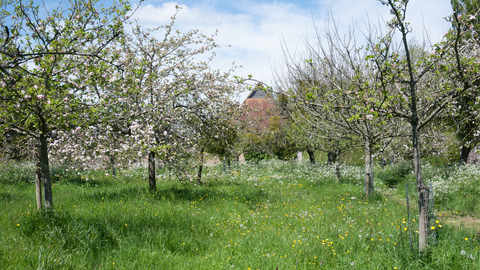 Orchard