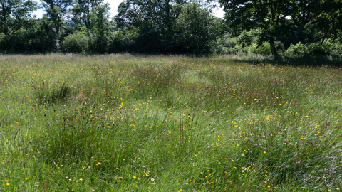 Purple moor-grass and rush pasture