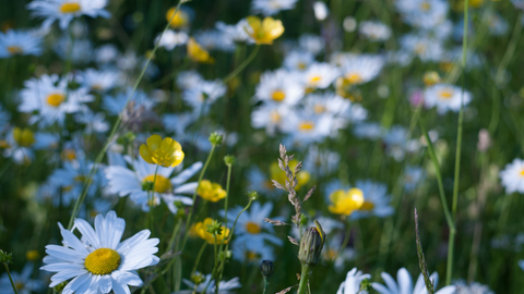 Lowland meadow and pasture