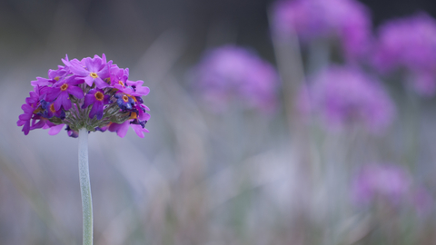 Birds-eye primrose