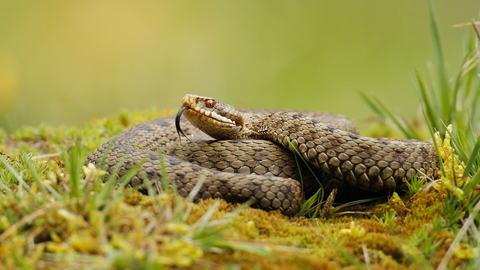 Adder