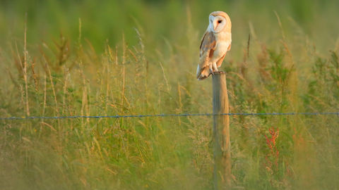 Barn owl perched