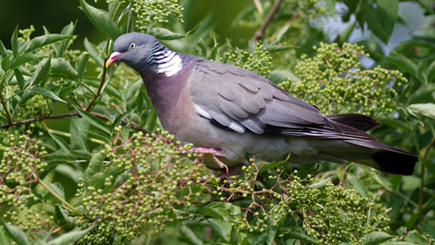 Woodpigeon