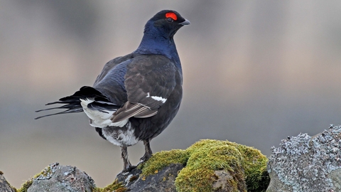 Male black grouse