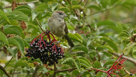 Blackcap female