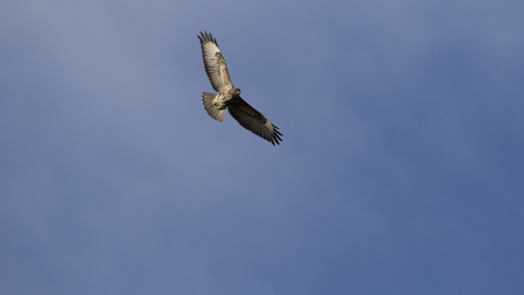 Common buzzard in flight