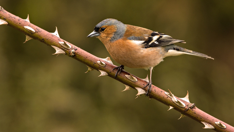 Chaffinch male