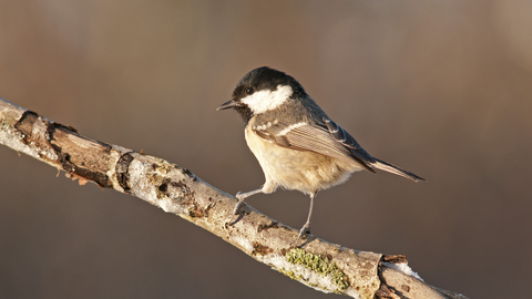 Coal tit