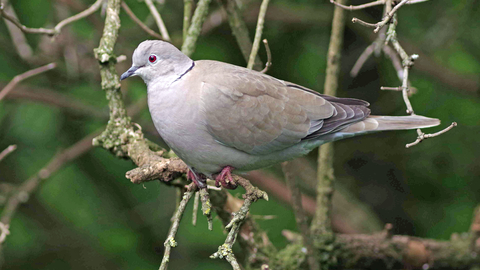 Collared dove