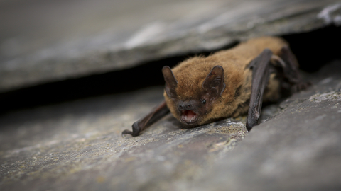 Common pipistrelle