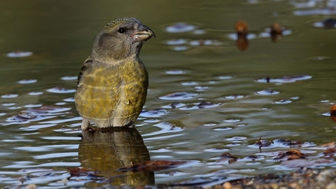 Crossbill