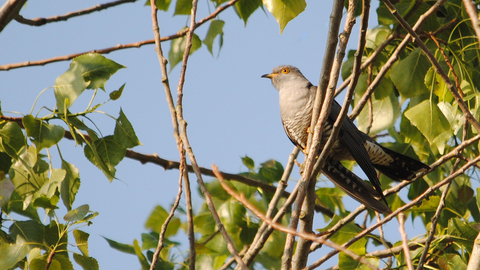 Cuckoo