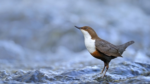 Dipper