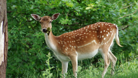 Fallow deer