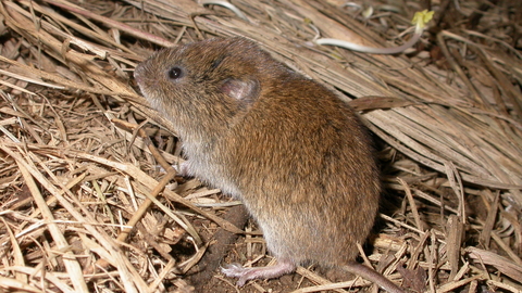 Field vole