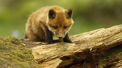 Red fox cub