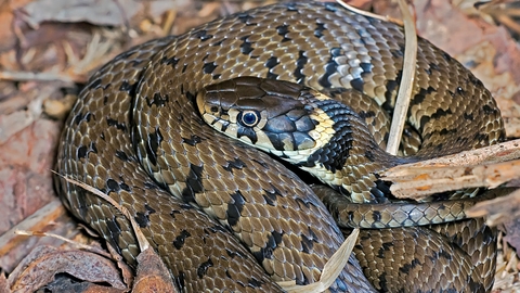 Grass snake