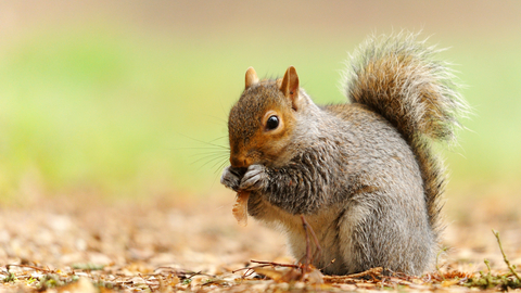 Grey squirrel