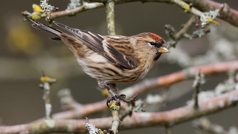 Lesser Redpoll