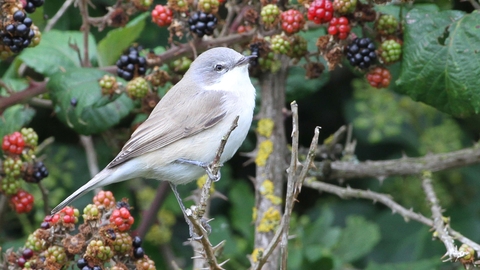 Lesser whitethroat