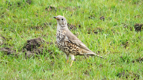 Mistle thrush