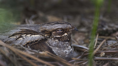 Nightjar