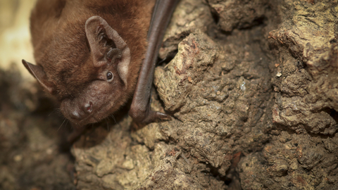 Noctule bat