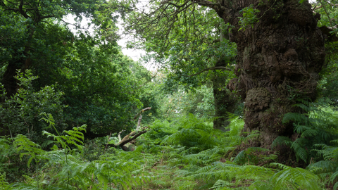 Lowland dry oak and birch wood