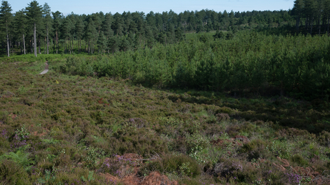 Coniferous plantation