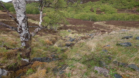 Upland birch wood