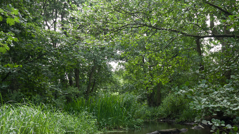 Wet woodland