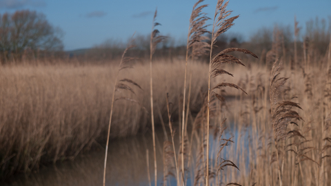 Reedbed